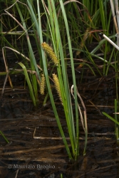 Immagine 2 di 5 - Carex rostrata Stokes
