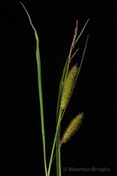 Immagine 3 di 5 - Carex rostrata Stokes