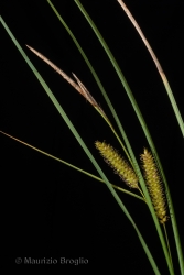 Immagine 5 di 5 - Carex rostrata Stokes