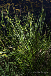 Immagine 2 di 8 - Carex vesicaria L.