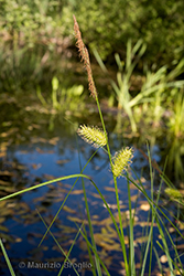 Immagine 3 di 8 - Carex vesicaria L.