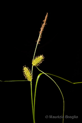 Immagine 4 di 8 - Carex vesicaria L.
