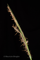 Immagine 5 di 8 - Carex vesicaria L.