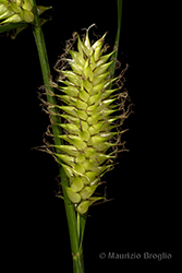 Immagine 6 di 8 - Carex vesicaria L.
