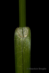 Immagine 7 di 8 - Carex vesicaria L.