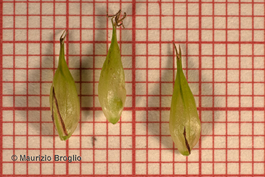 Immagine 8 di 8 - Carex vesicaria L.