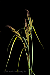 Immagine 1 di 8 - Carex acutiformis Ehrh.