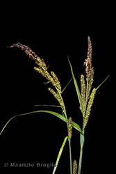 Immagine 2 di 8 - Carex acutiformis Ehrh.