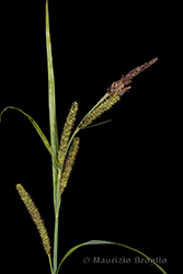 Immagine 3 di 8 - Carex acutiformis Ehrh.
