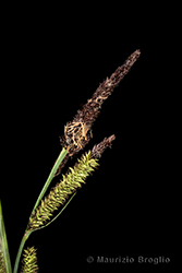 Immagine 4 di 8 - Carex acutiformis Ehrh.