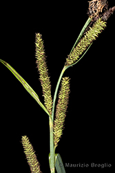 Immagine 5 di 8 - Carex acutiformis Ehrh.