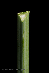 Immagine 6 di 8 - Carex acutiformis Ehrh.