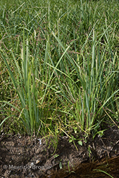Immagine 8 di 8 - Carex acutiformis Ehrh.