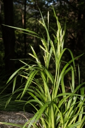 Immagine 1 di 3 - Carex sylvatica Huds.
