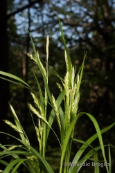 Immagine 2 di 3 - Carex sylvatica Huds.