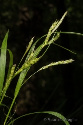Immagine 3 di 3 - Carex sylvatica Huds.
