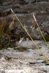 Immagine 1 di 4 - Carex capillaris L.