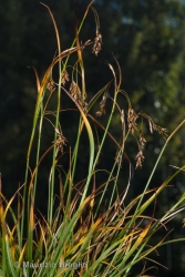 Immagine 2 di 4 - Carex capillaris L.