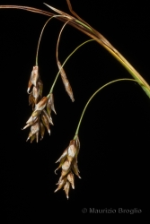Immagine 4 di 4 - Carex capillaris L.