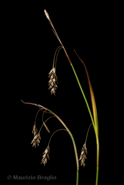 Carex capillaris L.