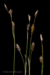 Immagine 2 di 5 - Carex sempervirens Vill.