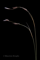 Immagine 3 di 5 - Carex sempervirens Vill.