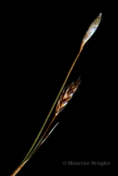 Immagine 4 di 5 - Carex sempervirens Vill.