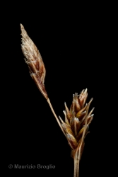 Immagine 5 di 5 - Carex sempervirens Vill.