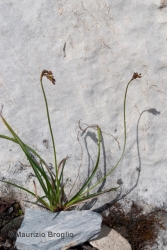 Immagine 1 di 3 - Carex ornithopodioides Hausm.