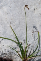 Immagine 2 di 3 - Carex ornithopodioides Hausm.