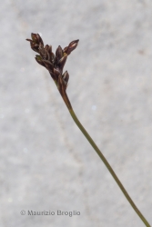 Immagine 3 di 3 - Carex ornithopodioides Hausm.