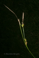Immagine 1 di 5 - Carex depauperata Curtis ex With.