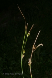 Immagine 2 di 5 - Carex depauperata Curtis ex With.