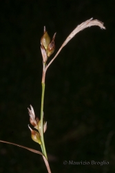 Immagine 3 di 5 - Carex depauperata Curtis ex With.