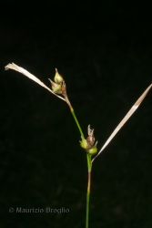 Immagine 4 di 5 - Carex depauperata Curtis ex With.