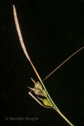 Immagine 5 di 5 - Carex depauperata Curtis ex With.