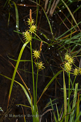 Immagine 1 di 4 - Carex flava aggr.