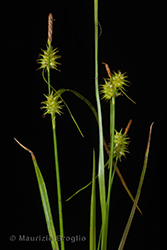 Immagine 3 di 4 - Carex flava aggr.