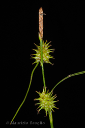Immagine 4 di 4 - Carex flava aggr.