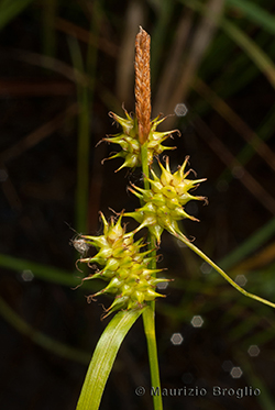 Carex flava aggr.
