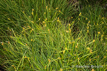 Immagine 1 di 7 - Carex flava L.