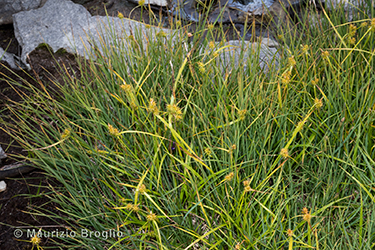 Immagine 2 di 7 - Carex flava L.