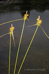 Immagine 3 di 7 - Carex flava L.