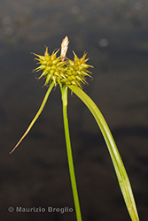 Immagine 4 di 7 - Carex flava L.