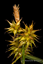 Immagine 5 di 7 - Carex flava L.