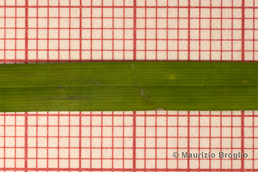 Immagine 6 di 7 - Carex flava L.