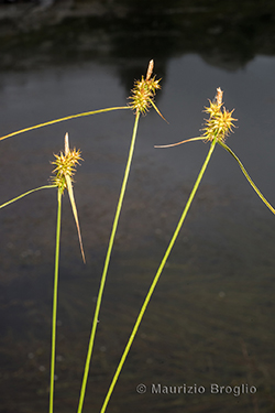 Carex flava L.