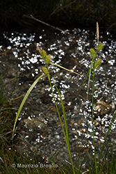 Immagine 1 di 10 - Carex lepidocarpa Tausch