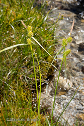 Immagine 2 di 10 - Carex lepidocarpa Tausch