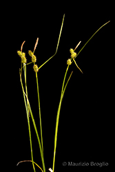 Immagine 3 di 10 - Carex lepidocarpa Tausch
